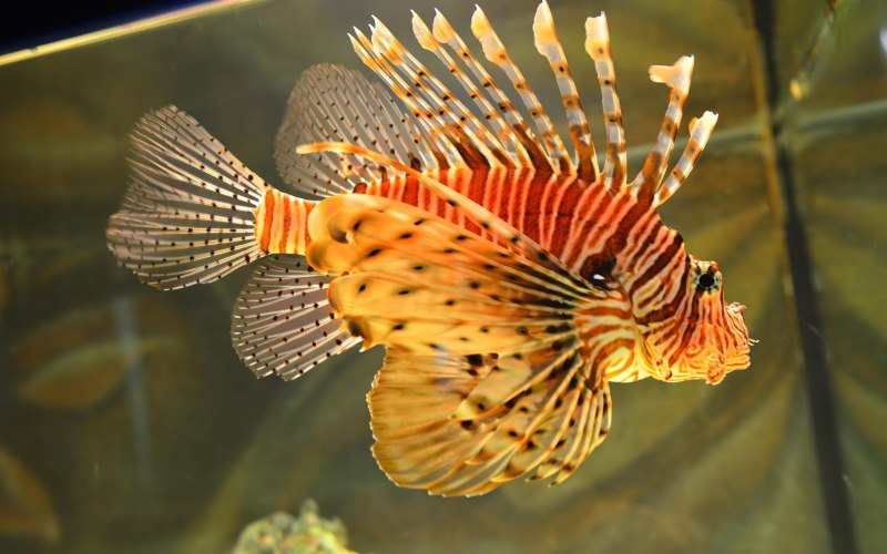 Крылатка Pterois volitans