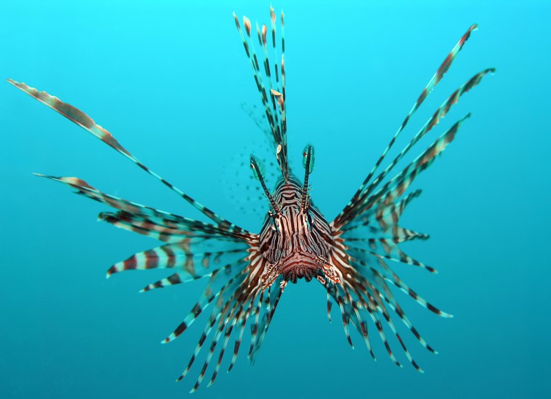 Крылатка Pterois volitans