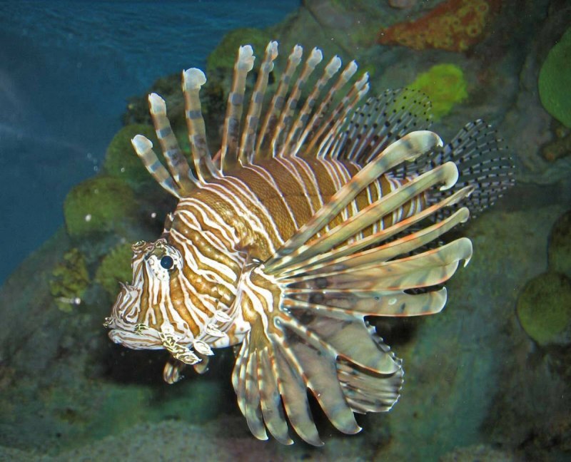 Рыба крылатка Карибское море