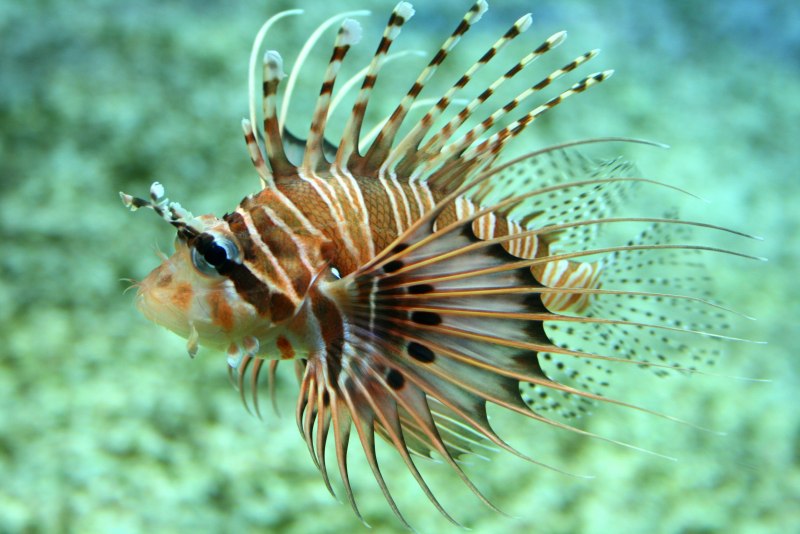 Крылатка Pterois volitans