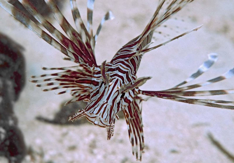 Крылатка-Зебра чернополосая (дьявол) (Pterois volitans)