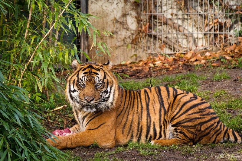 Карликовый тигр (59 фото)