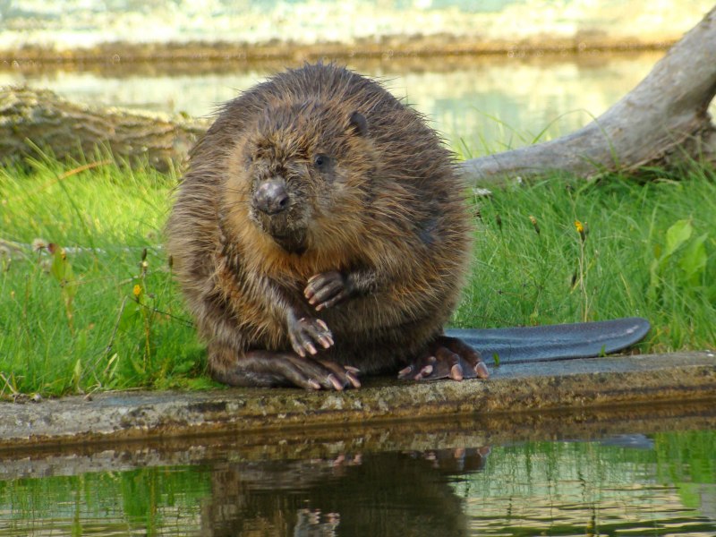 Канадский Бобр (Castor canadensis)