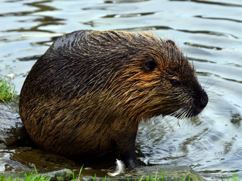 Канадский Бобр (Castor canadensis)