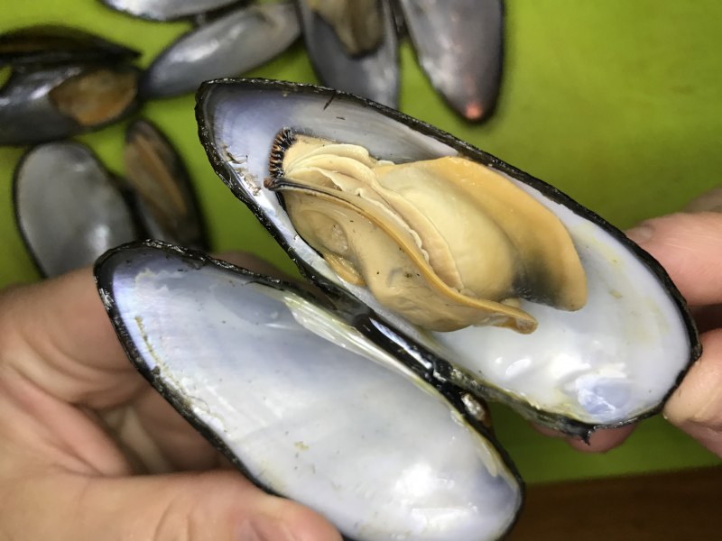 Речной моллюск беззубка