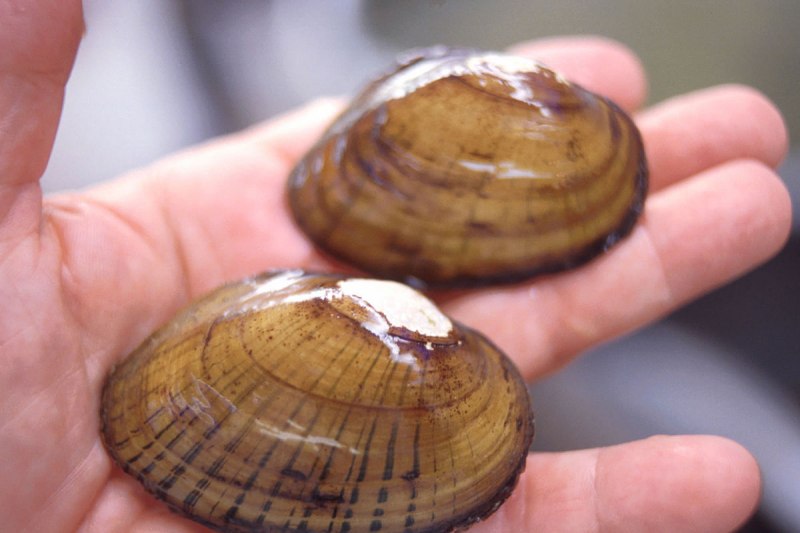 Dreissena polymorpha в морях