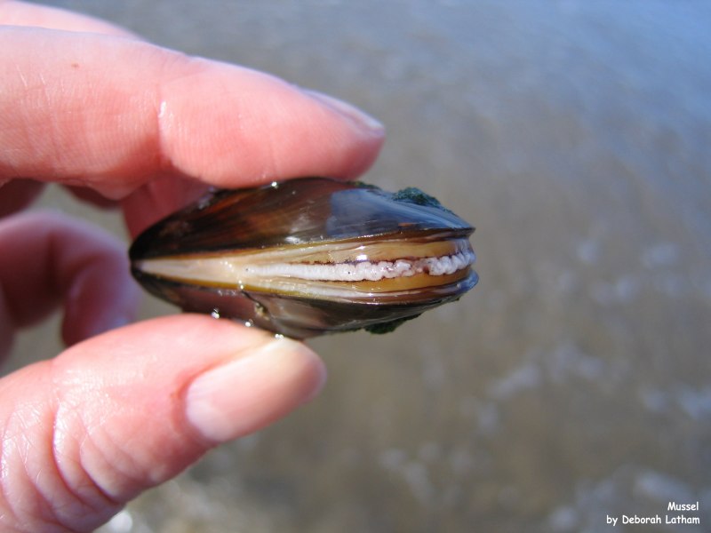 Lymnaea fragilis