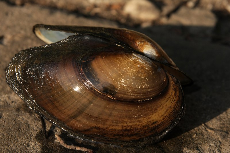 Dreissena bugensis