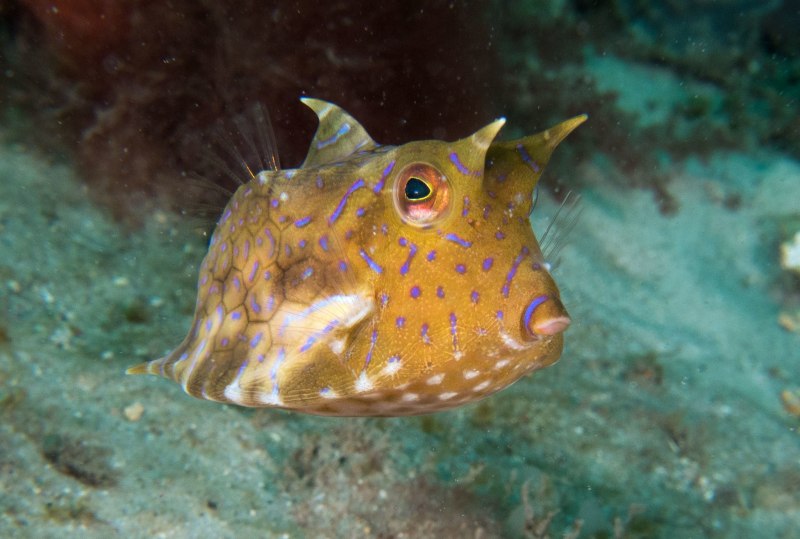 Lutjanus gibbus
