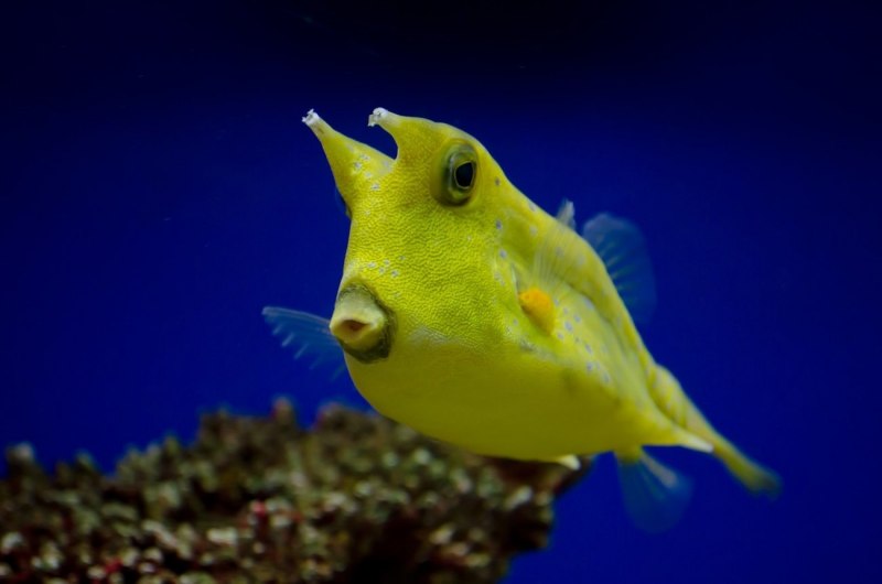 Humphead Wrasse рыба