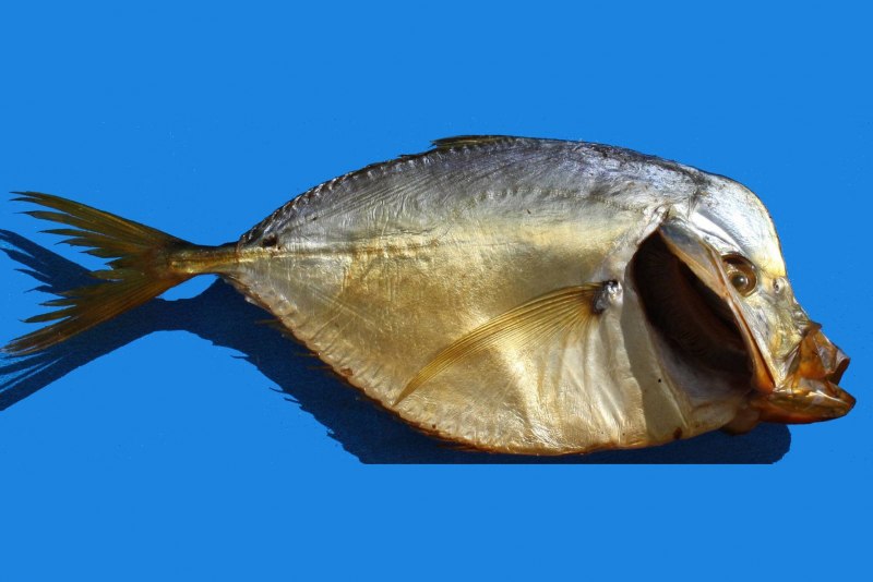 Heniochus ephippium содержание