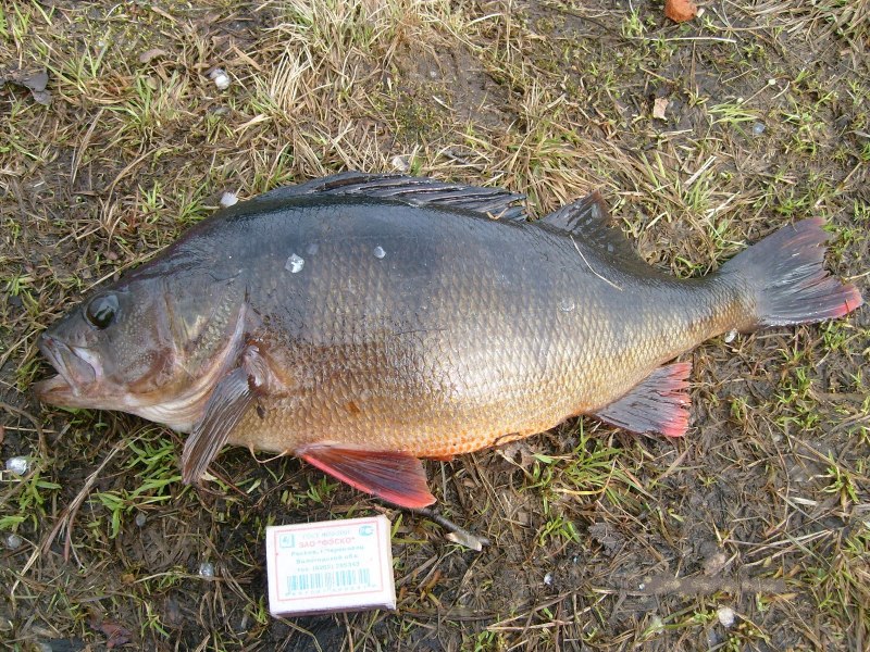 Humpback Chub