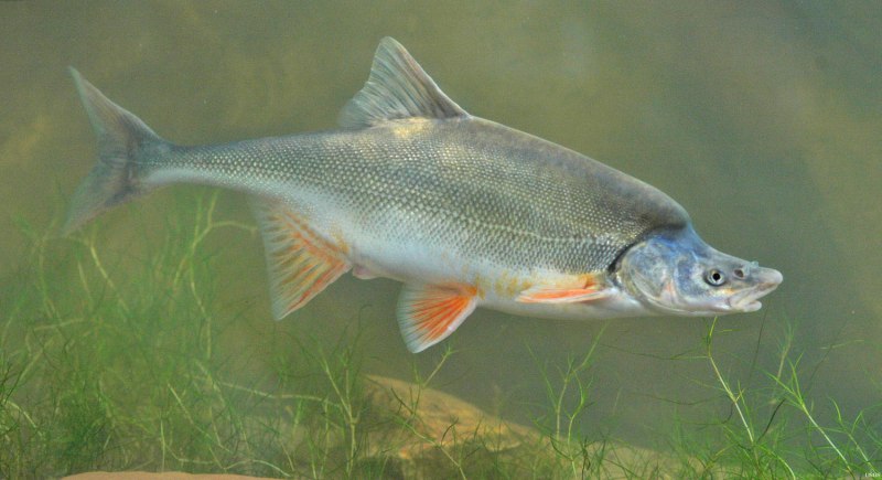 Tetrosomus gibbosus
