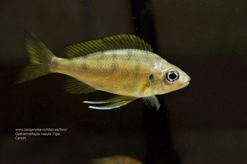 Gila elegans