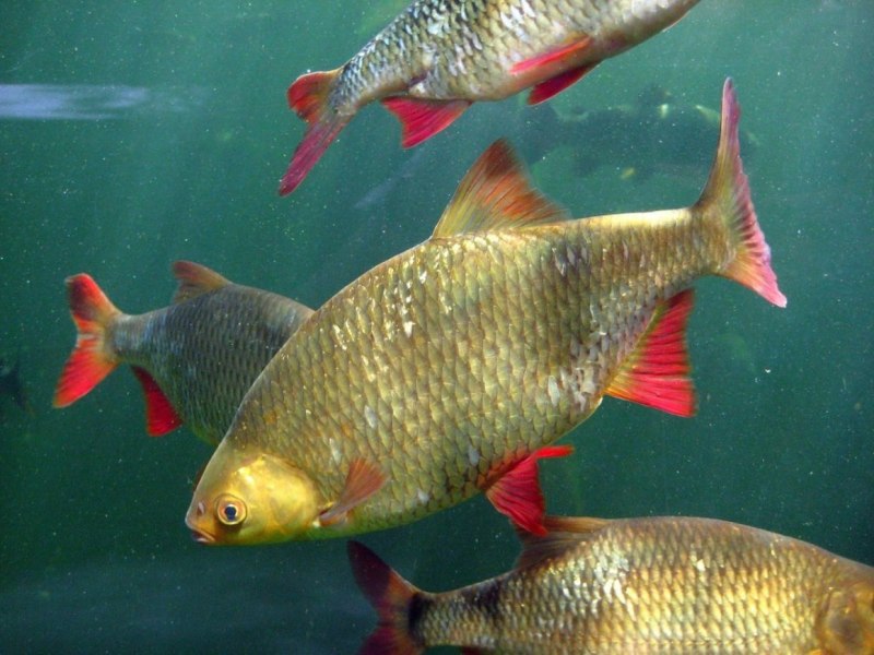 Humpback Chub