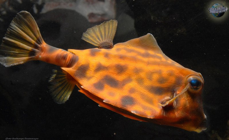 Pink Salmon горбуша - Oncorhynchus gorbuscha