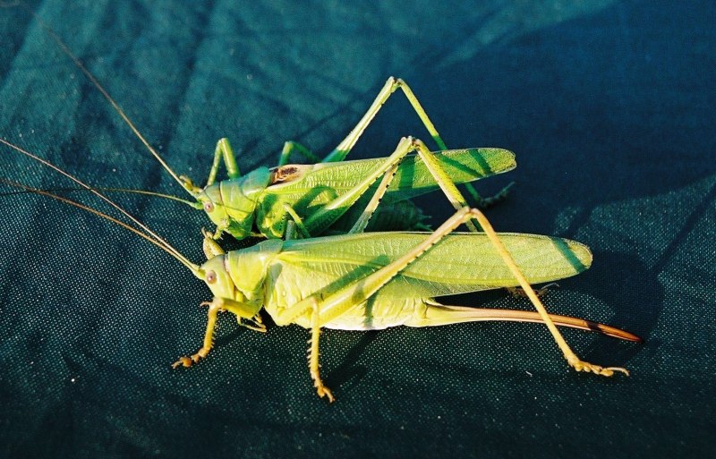 Кузнечик Tettigonia viridissima