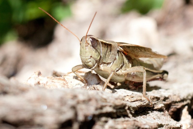 Серый кузнечик Decticus