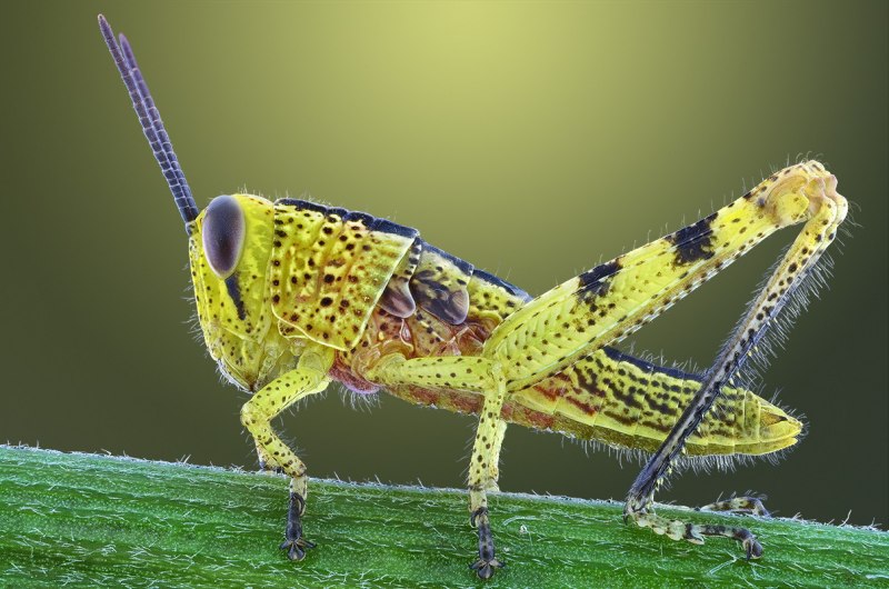Tettigonia viridissima
