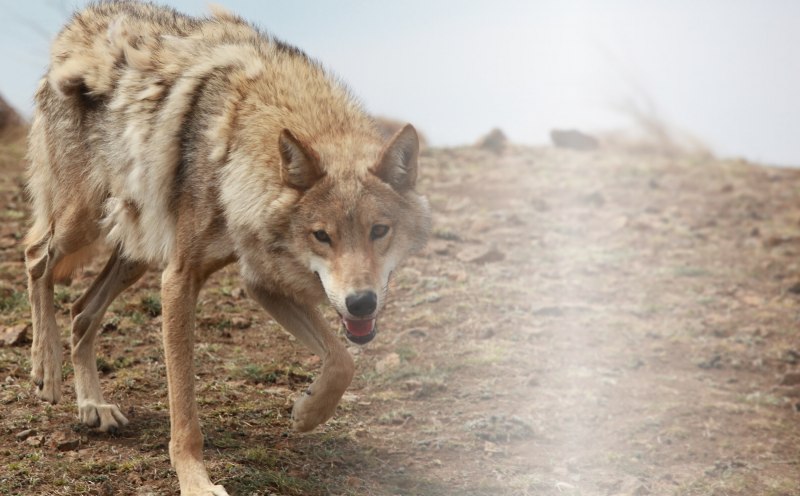 Волк canis Lupus