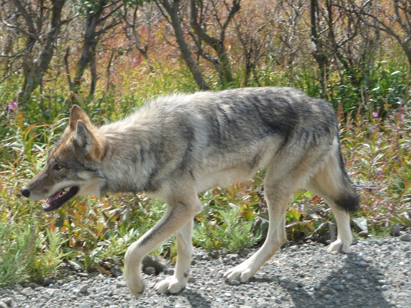 Canis Lupus tundrarum