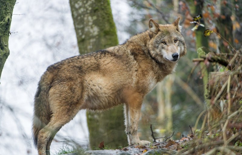 Волк canis Lupus