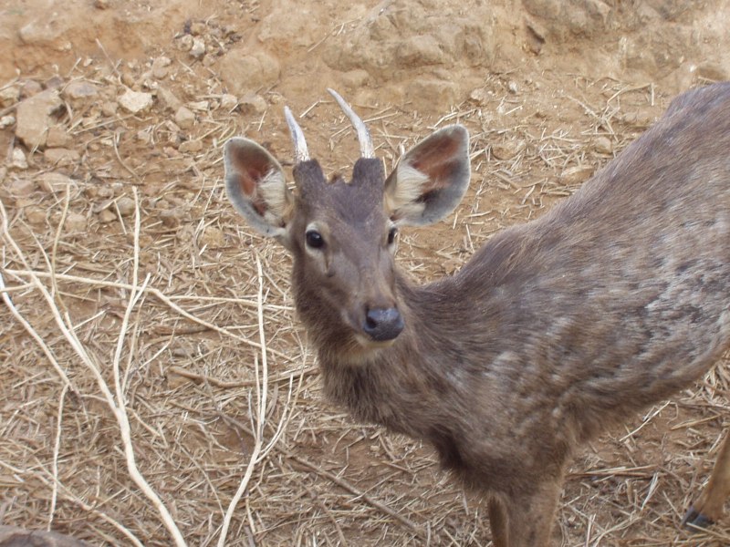 Sambar Deer