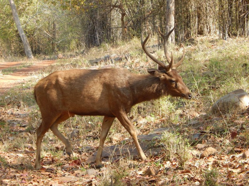 Индийский замбар rusa Unicolor)