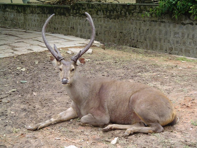 Индийский замбар rusa Unicolor)