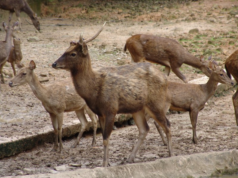Sambar Deer