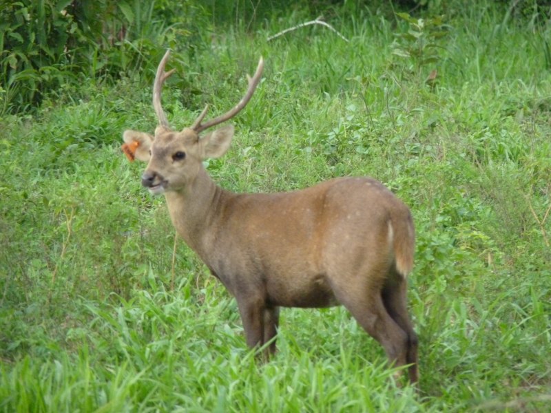 Deer Island