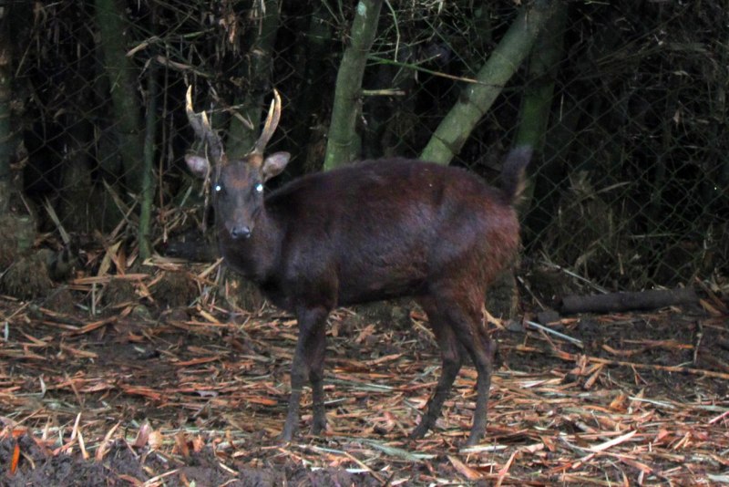 Three Deer