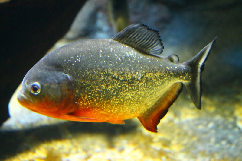 Пираньи Serrasalmus nattereri