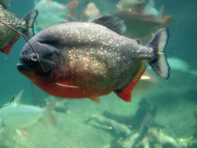 Piranha solution
