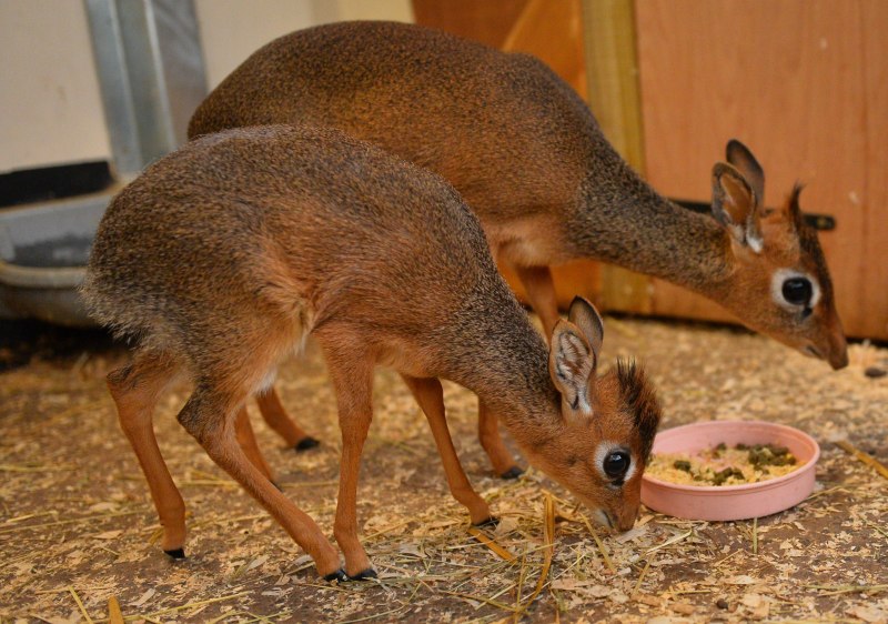 Neotragus pygmaeus
