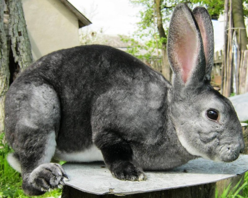 Continental giant Rabbit