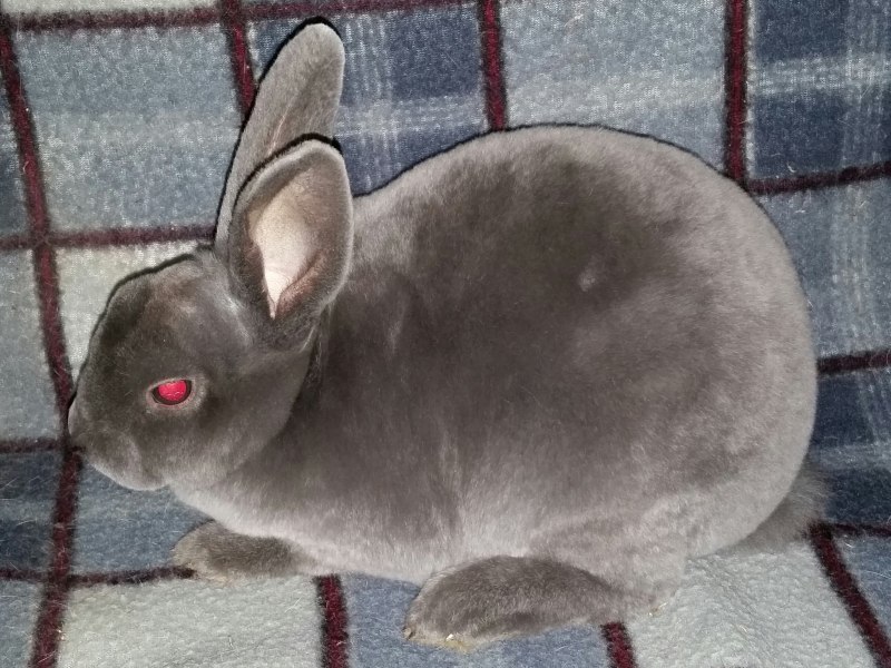 Кролик Пигмей