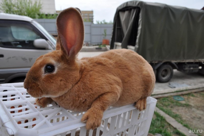 Фламандский гигантский кролик