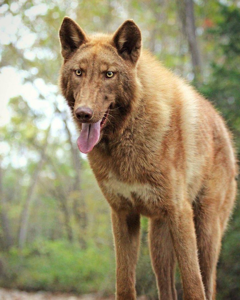 Коричневый волк