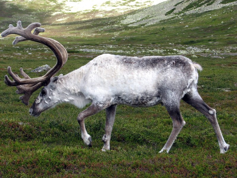 Самка Северного оленя