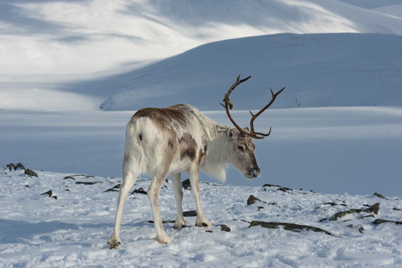 White Reindeer