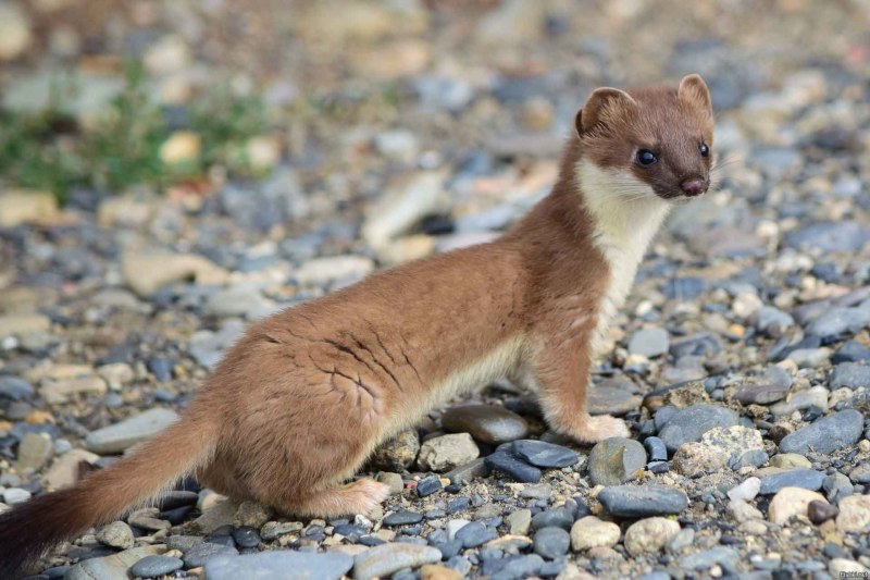 Горностай (Mustela erminea)