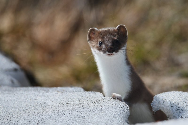 Горностай (Mustela erminea)