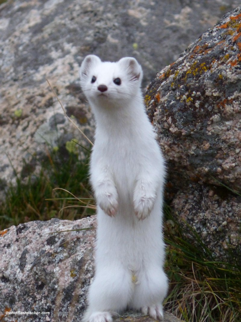 Горностай (Mustela erminea)