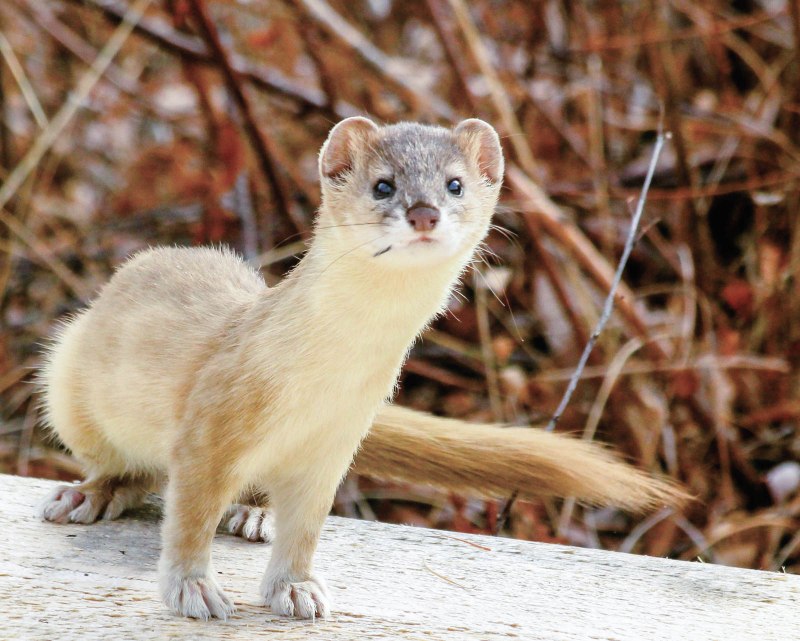 Ласка (Mustela nivalis)