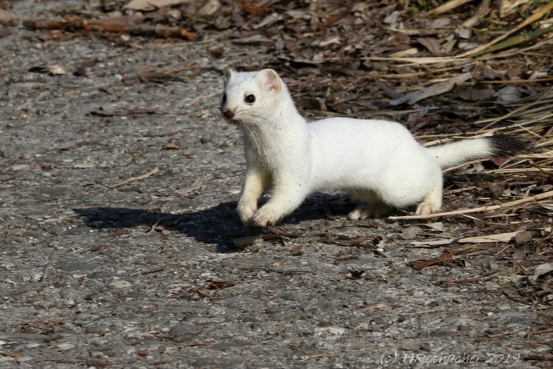 Горностай (Mustela erminea)