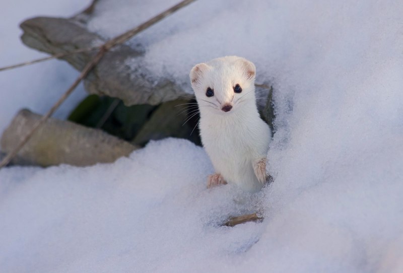 Ласка обыкновенная (Mustela nivalis)