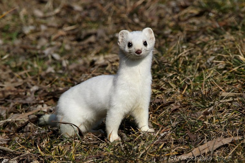 Горностай (Mustela erminea)
