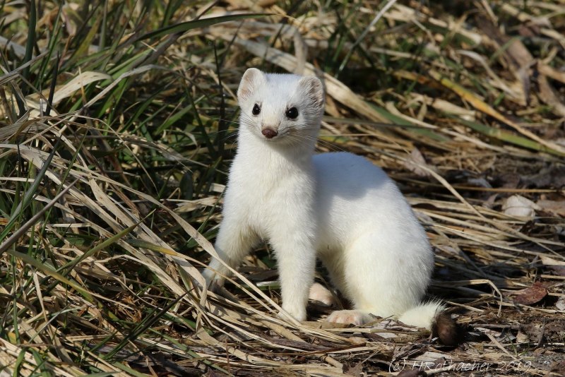 Горностай (Mustela erminea)