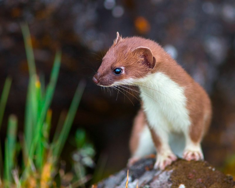 Горностай (Mustela erminea)